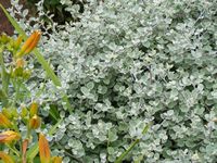 Helichrysum petiolare